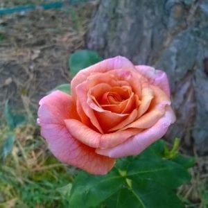 1920 to 1929 - Rogue Valley Roses